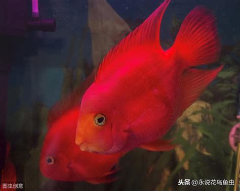 血鸚鵡 溫度|血鸚鵡魚餵養7大注意事項 – 寵物百科